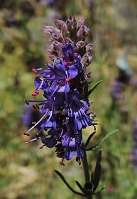 Hyssop - Hyssopus officinalis © Teresa Farino